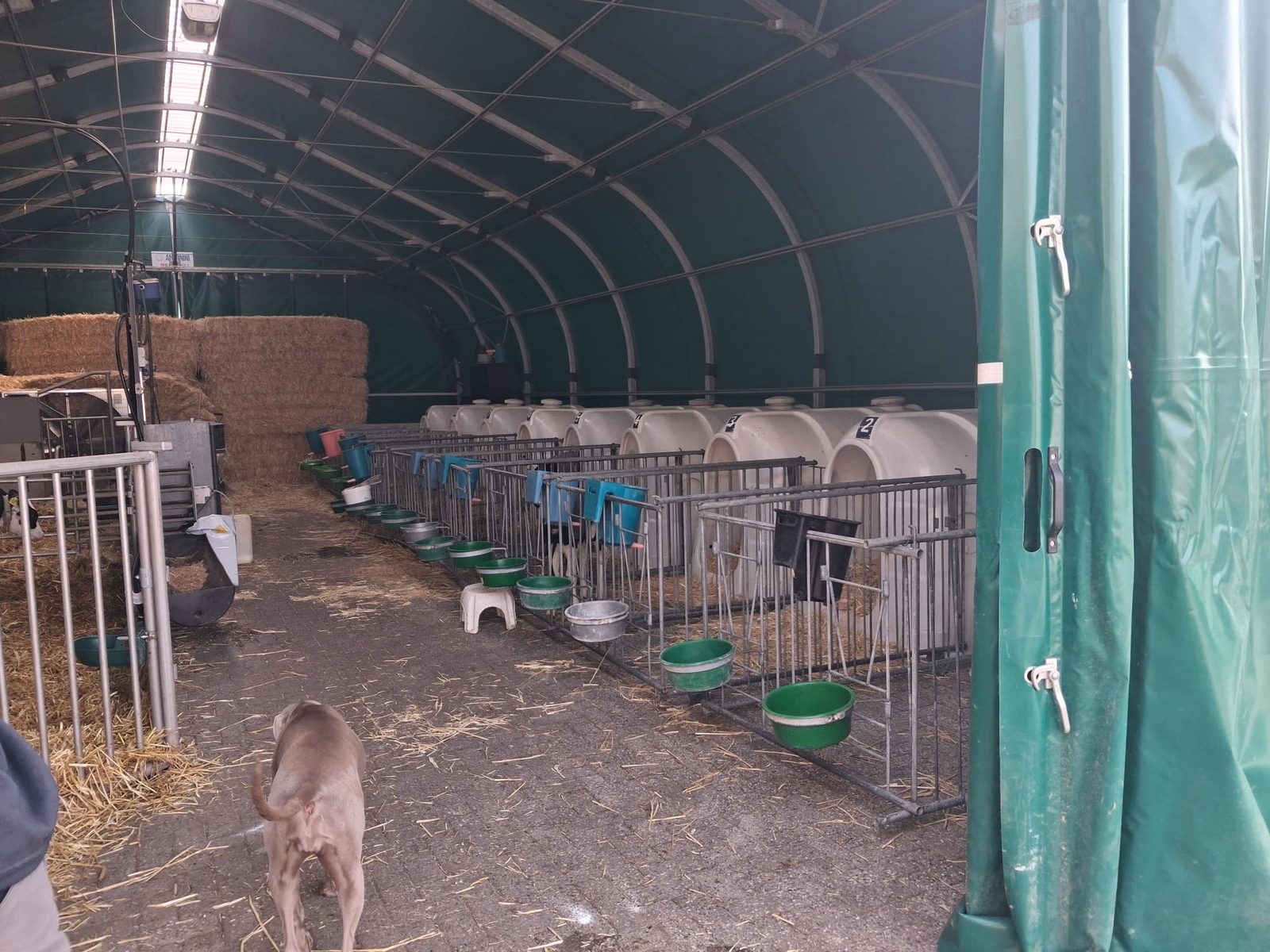 Smart Tentstal ingericht als kalverstal in Enschede